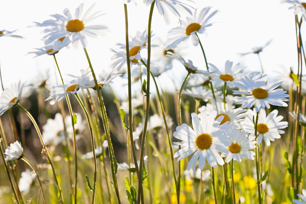 Förbundets kansli håller sommarstängt